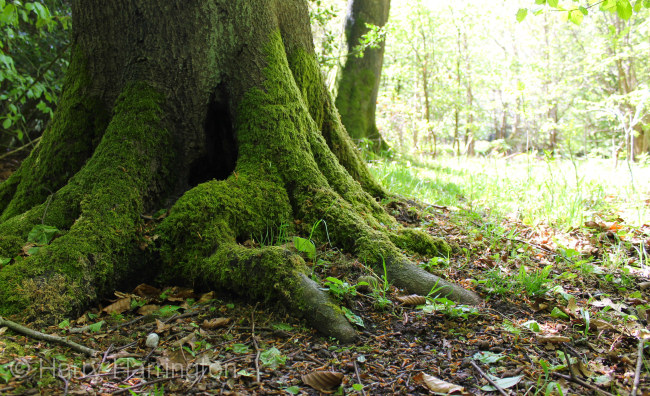 beech tree buttress